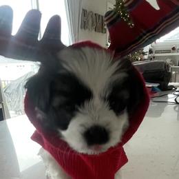 Boy 4 - Havanese puppy in Osceola, Indiana from LUV my HAVAMALT