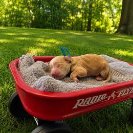 Forrest - Red  male Goldendoodle puppy in Boise, Idaho from Goldendoodle Baby