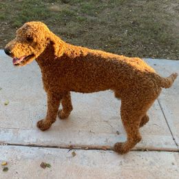 Goldendoodles from Dutch Doodles