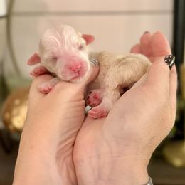 Opal- pink collar - Yellow and white female Bernedoodle puppy in Salt Lake County, Utah from Coco Avenue Pups