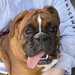 Jersey - Boxer