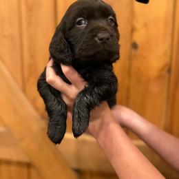 Orange - Chocolate male Boykin Spaniel puppy in Barney, Georgia from Price & Co.