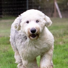 Iris - Old English Sheepdog
