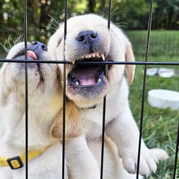 Labrador Retriever Puppies from Gabriel Ben-Yosef