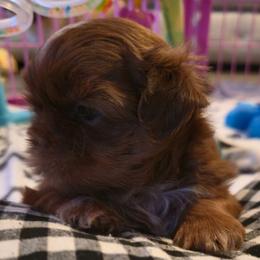 Hope - Chocolate female Shih Tzu puppy in Filer, Idaho from Shih Tzu Kennels
