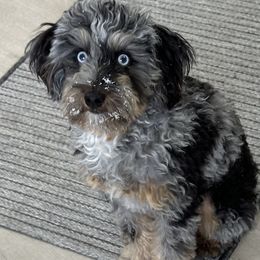 Aussiedoodles, Miniature Australian Shepherds, and Toy Australian Shepherds from Forever Aussies and A Doodle