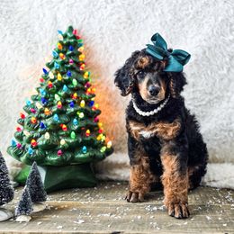 Rain - Phantom female Poodle puppy in Gaylord, Michigan from Dog Mom Co.