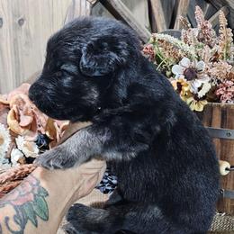 Chief - Black and tan male German Shepherd puppy in Sequim, Washington from German Shepherd Haus