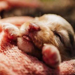 Miniature Australian Shepherd puppies from Tango Auusies & Minature American Shepherds