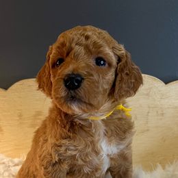 Goldendoodle Puppies from The Doting Doodle