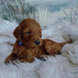 Nova - Chocolate female Goldendoodle puppy in Bellevue, Iowa from River Town Doodles