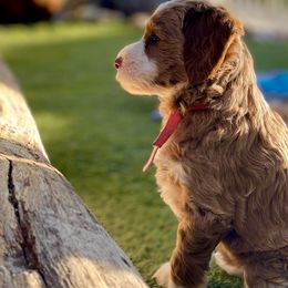 Australian Labradoodle Puppies from Cascade Canyon Labradoodles