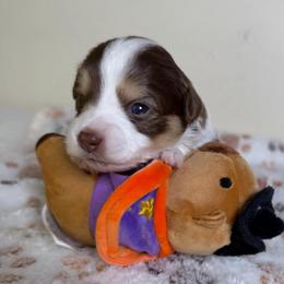 Penelope - Red tri-color female Aussiedoodle puppy in Tonasket, Washington from V5 Aussies