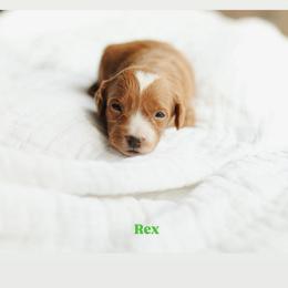 Rex - Red  male Goldendoodle puppy in Rio Linda, California from GoldendoodlePaw