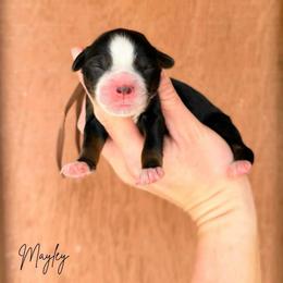 Mayley - Tri-color female Bernedoodle puppy in Wamego, Kansas from Doodles of Oz