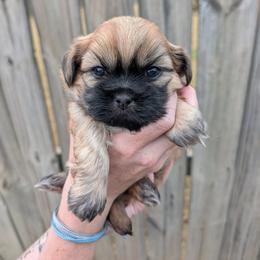 Apollo - Brindle male Shih Tzu puppy in Centerton, Arkansas from Hernandez Family Shih Tzus