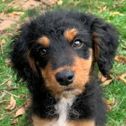 Aussiedoodles and Bernedoodles from Clemleth Aussiedoodles