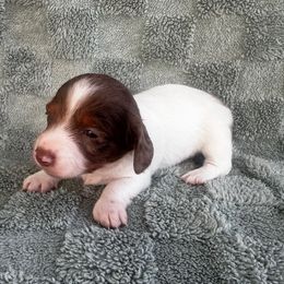 Belle - Chocolate and cream female Dachshund puppy in Brandon, Florida from Knights Dachshunds