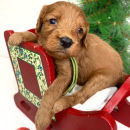 Donner - Red male Cavapoo puppy in Pleasant Grove, Utah from Puppy Buddy USA