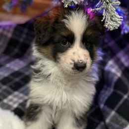 Panda 2 - Panda male German Shepherd puppy in Lordstown, Ohio from Jewels German Shepherd