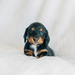 Dachshund Puppies from Iowa Dachshunds