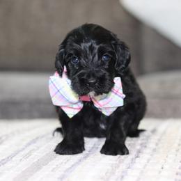 Staples - Black female Australian Labradoodle puppy in Calhoun, Louisiana from Arrowhead Australian Labradoodles