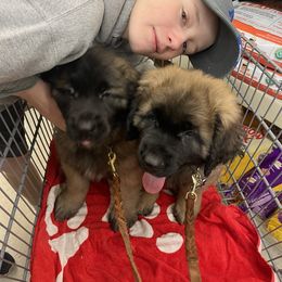 Leonberger Puppies from Flatirons Leonbergers