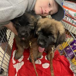 Leonberger Puppies from Flatirons Leonbergers