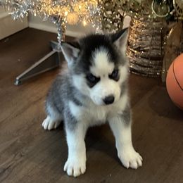 Bullet - Black and white male Siberian Husky puppy in Summerville, South Carolina from Carolina Husky Lodge