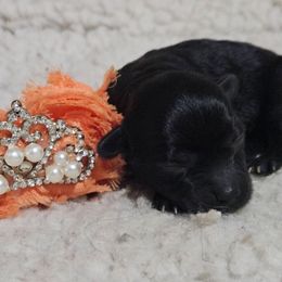 Tango - Black male Maltipoo puppy in Arkansas from Brew House