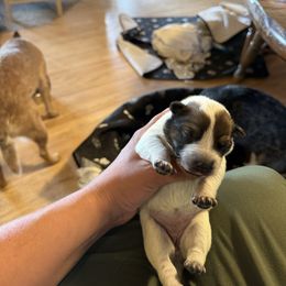 Girl 4 - Red speckled female Australian Cattle Dog puppy in Dillon, Montana from DPH Australian Cattle Dogs