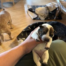 Girl 4 - Red speckled female Australian Cattle Dog puppy in Dillon, Montana from DPH Australian Cattle Dogs