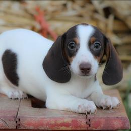 Male 1 - Chocolate and tan male Dachshund puppy in Childress, Texas from Taylor Farms