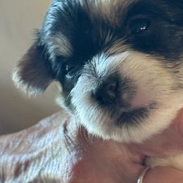 Girl 4 - Parti female Yorkshire Terrier puppy in Elizabeth, Indiana from Dwayne’s Yorkshire Terriers