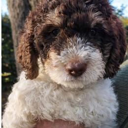 Rudolph - Parti male Goldendoodle puppy in Orange Park, Florida from Evergrace Farm Doodles