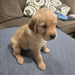 Pink Collar - Golden female Golden Retriever puppy in El Dorado Hills, California from Asperheim Golden Retriever Puppies