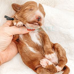 Cavapoo and Goldendoodle Puppies from Oh My Mini Doodle