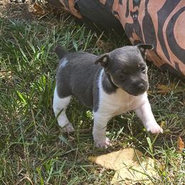 Houston - Blue white and tan female Rat Terrier puppy in Lynn, Alabama from Cryptic Rat Terriers