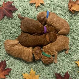 Boy 2 - Red  male Poodle puppy in Mc Henry, Illinois from Sunset Maple Poodles