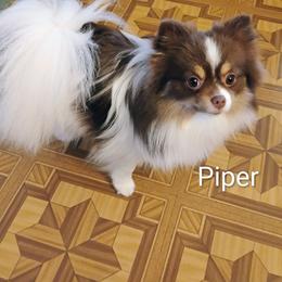 Pomeranian puppies from BEL-FRE POMERANIANS