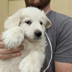 Colorado Mountain Dog Puppies from Four Winds Farm