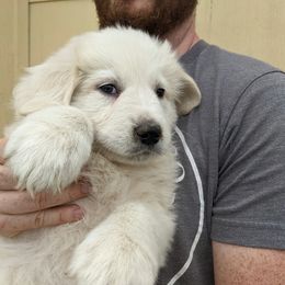 Colorado Mountain Dog Puppies from Four Winds Farm