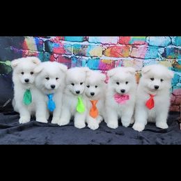 Samoyed Puppies from Limelight Samoyeds