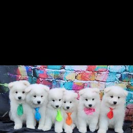 Samoyed Puppies from Limelight Samoyeds
