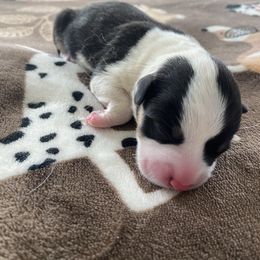 Girl 2 - Black and tan female Pembroke Welsh Corgi puppy in Rosharon, Texas from Morning Glory Corgis