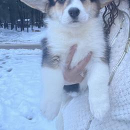 Pembroke Welsh Corgi Puppies from Blue Angel Kennels