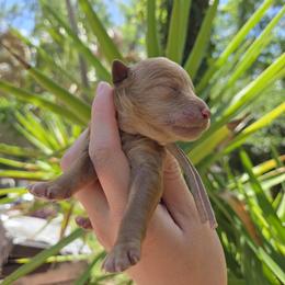 Peach - Apricot female Goldendoodle puppy in Gainesville, Florida from Alyssa Xxweetdoodles