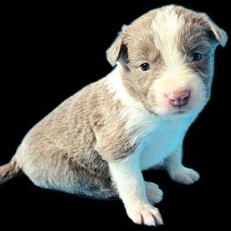 Violet - Lilac female Border Collie puppy in Cedar Springs, Michigan from Lyncroft Border Collies