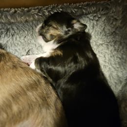 Lhasa Apso Puppies from Luv-N-Laughter Lhasa Apsos