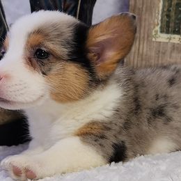 American Corgis and Pembroke Welsh Corgis from Bodacious Blues Kennels (American and Pembroke Welsh Corgis)